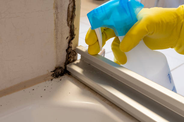 Best Residential Mold Remediation in Columbia Heights, MN