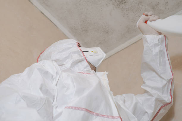 Best Black Mold Remediation in Columbia Heights, MN