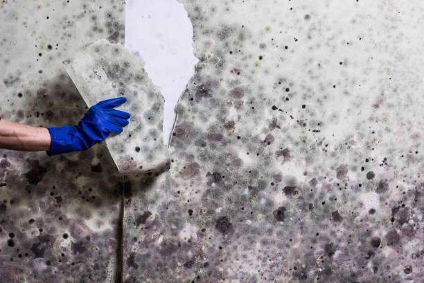  Columbia Heights, MN Mold Removal Pros