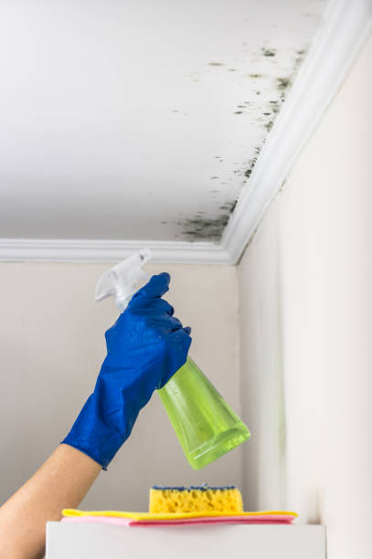 Best Preventive Mold Services in Columbia Heights, MN